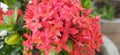 Dwarf Ixora, Red Flower,